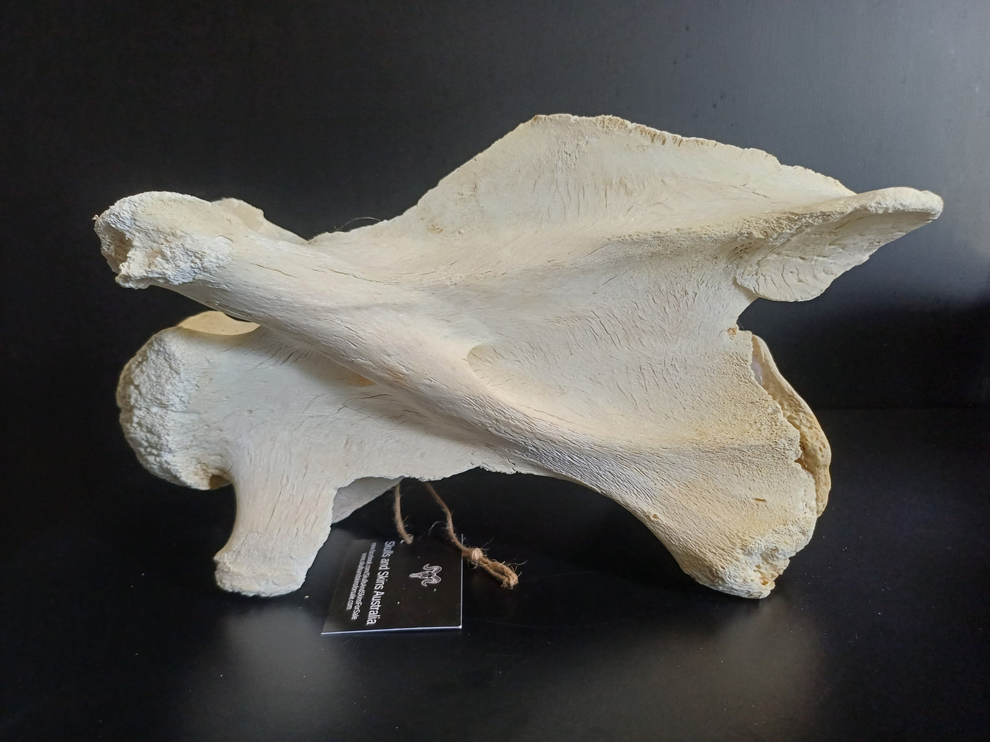 XL Giraffe Vertebrae (CITES permit inc)