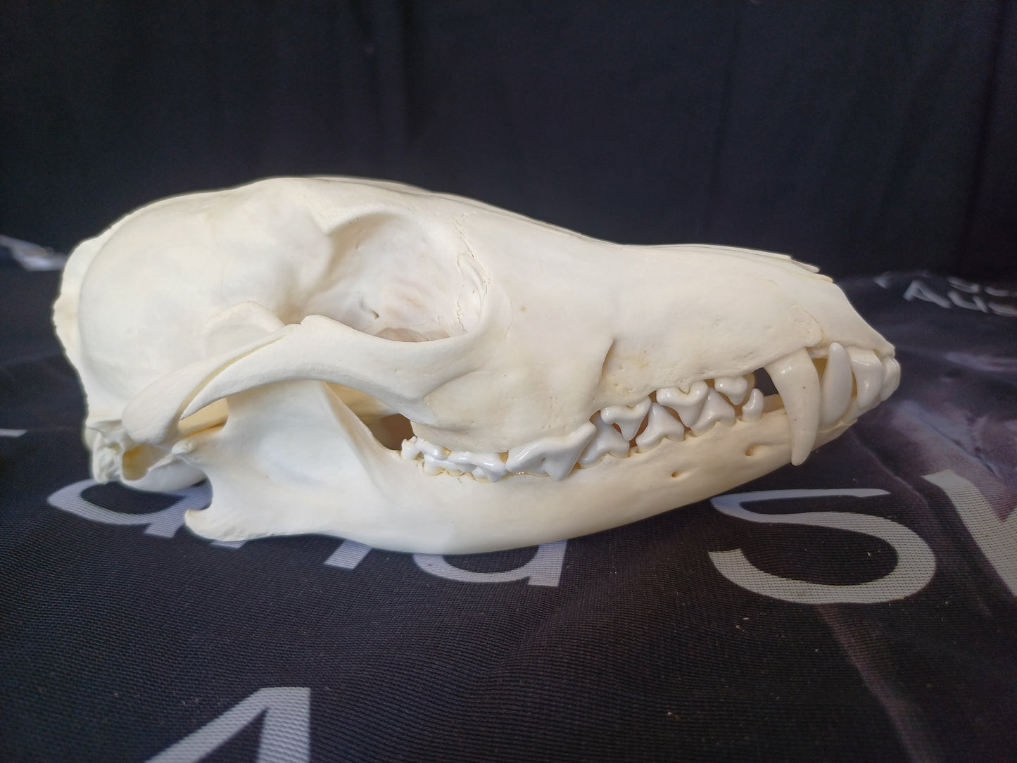 Black Backed Jackal Skull