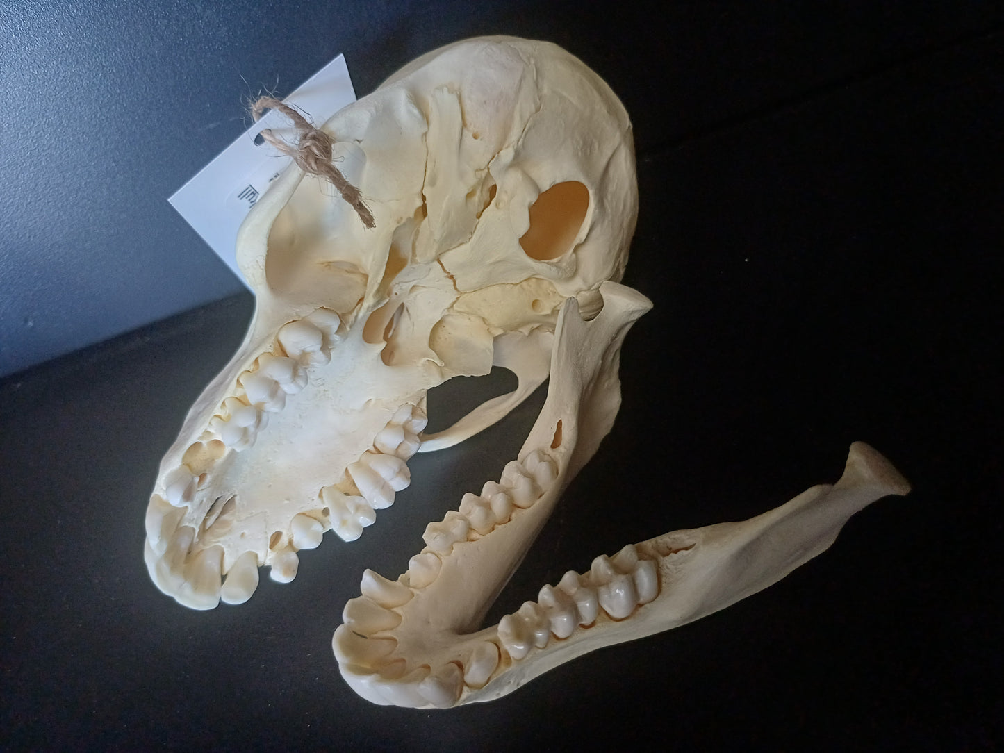 Chacma Baboon skull - sub adult female CITES