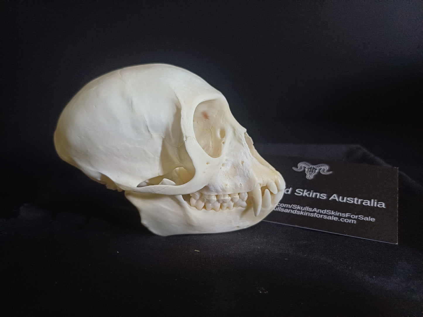 Vervet Monkey Skull - Male