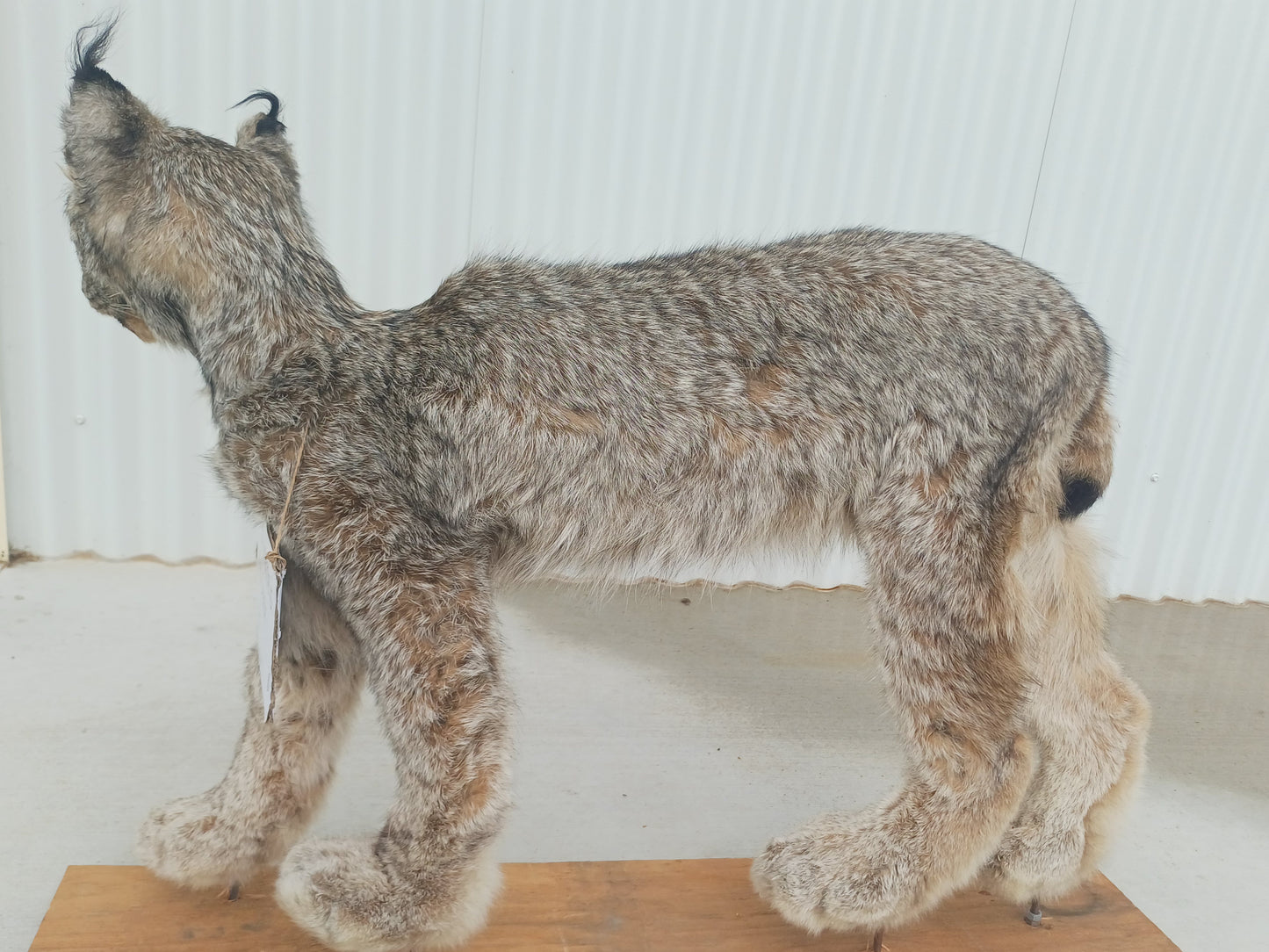 Lynx taxidermy mount (Shocked Sharon)