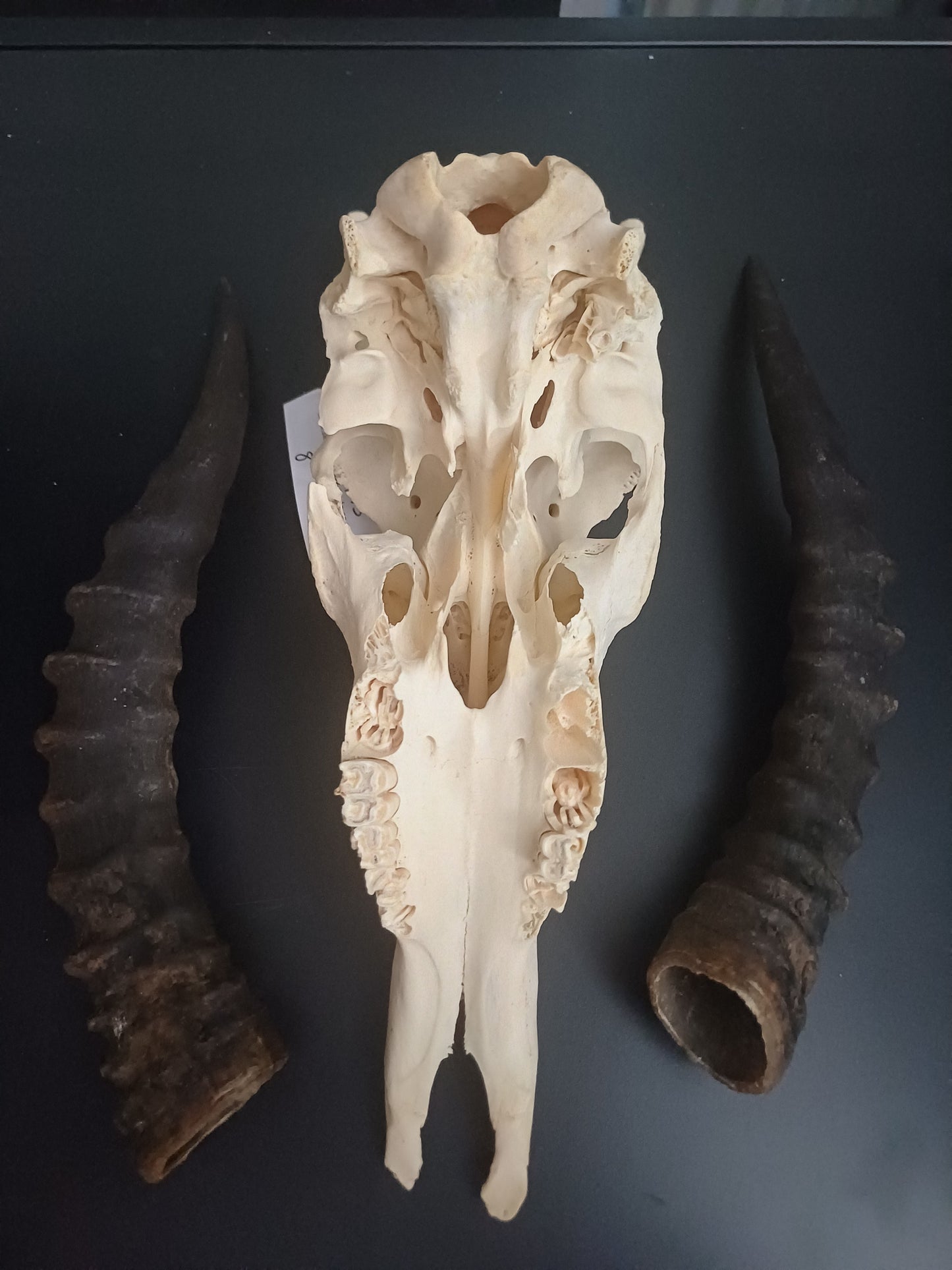 Blesbok skull