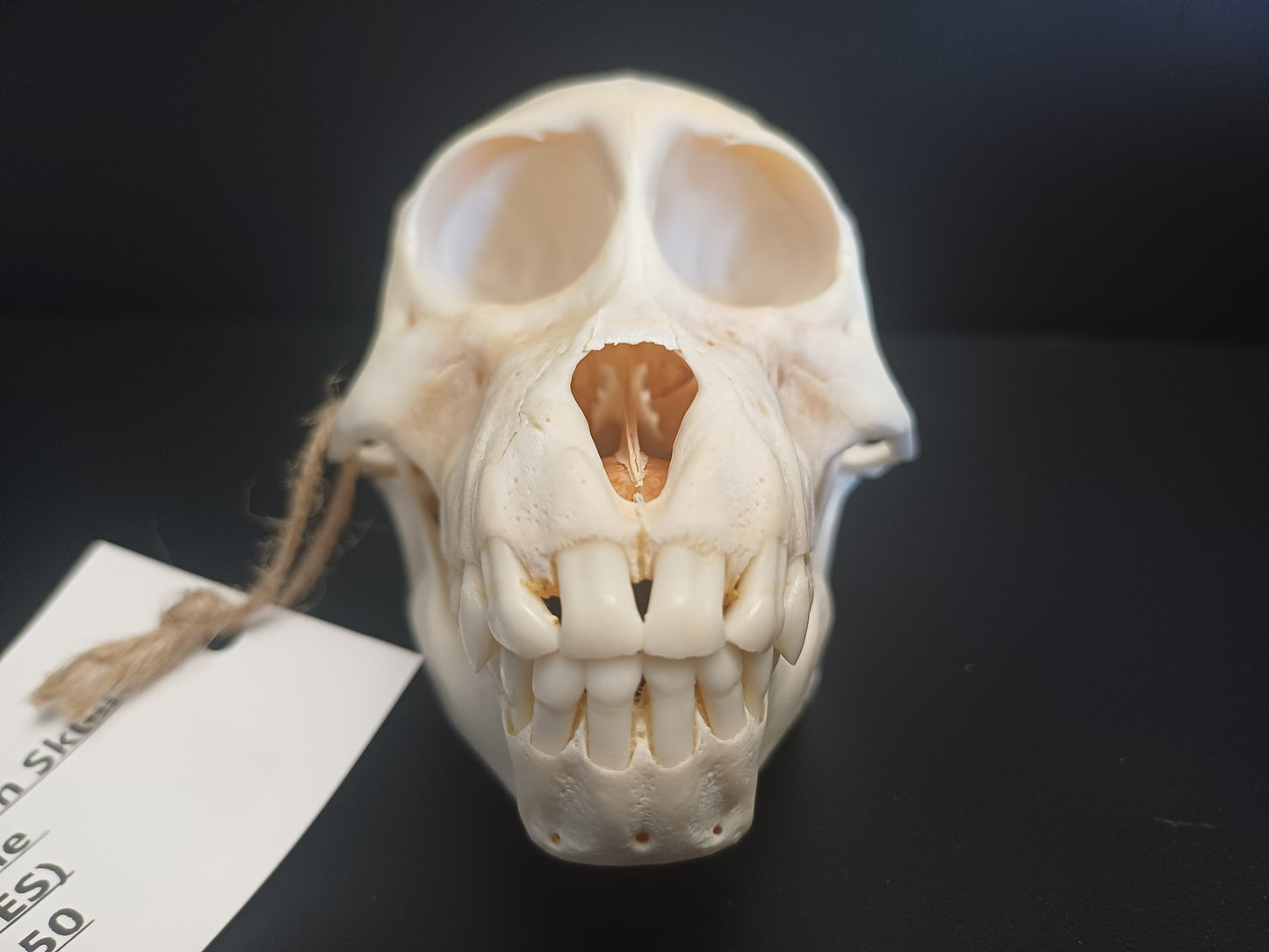 Chachma Baboon skull - juvenile CITES