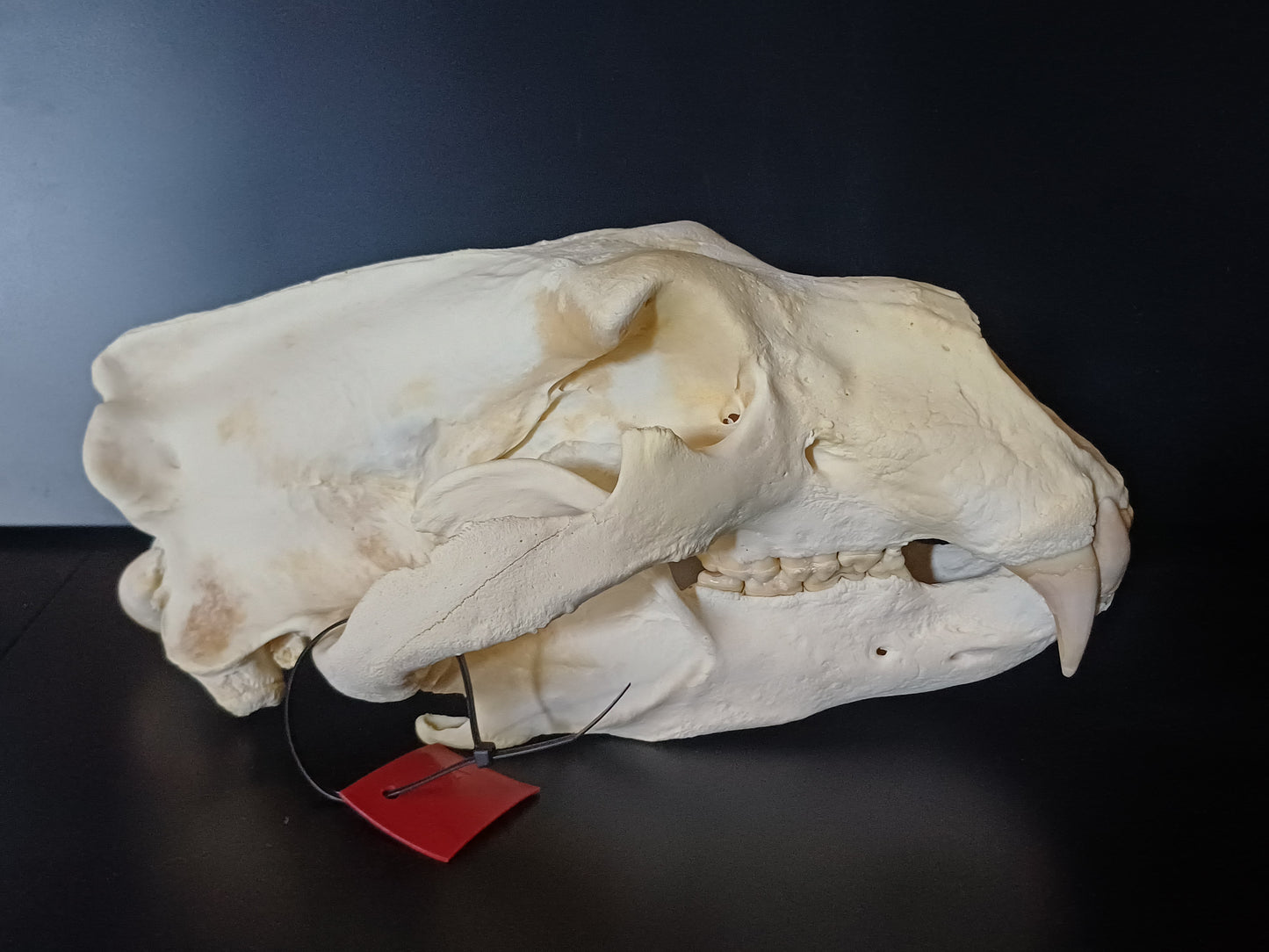 XL polar bear skull (CITES)