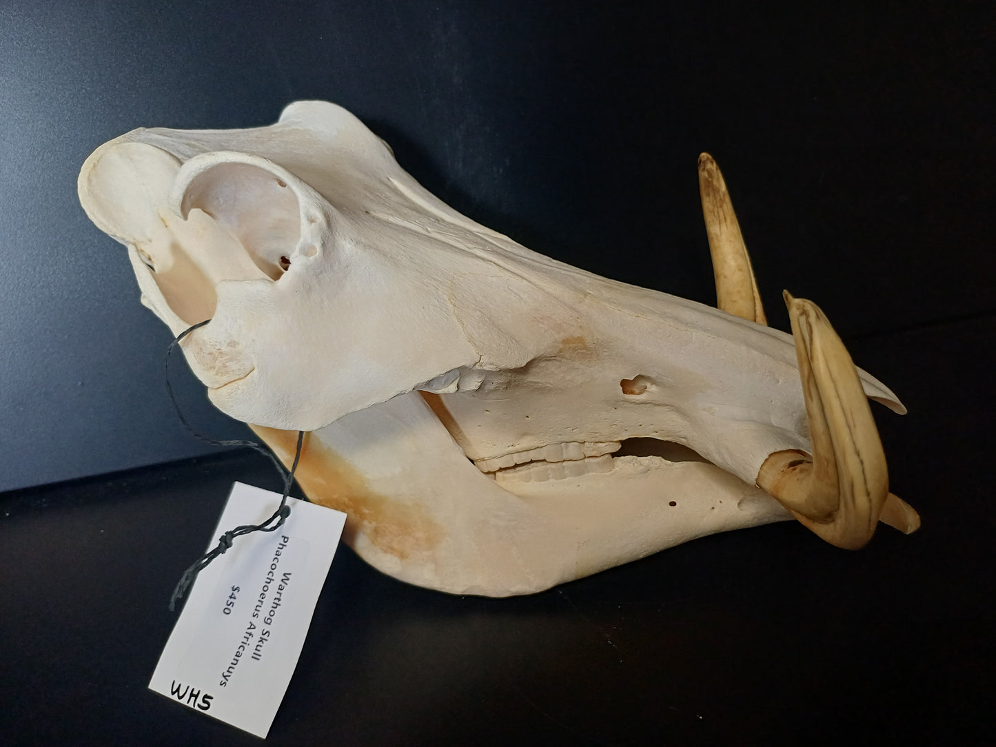 Warthog skull