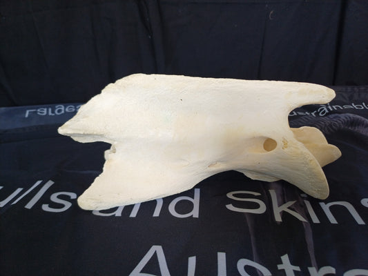 XL Giraffe Vertebrae (CITES permit inc)