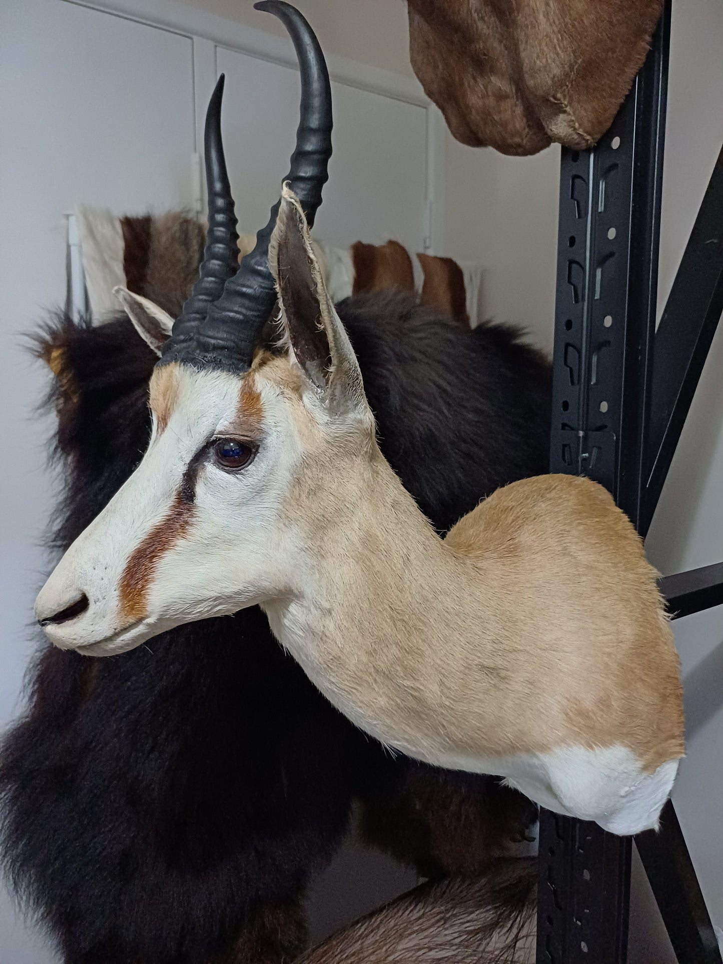 Springbok shoulder mount