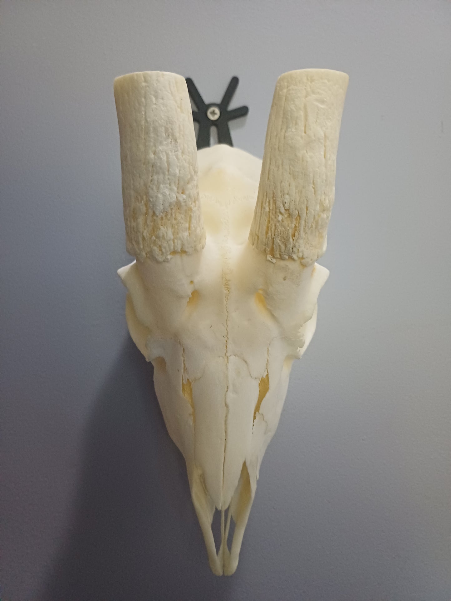 Male springbok skull