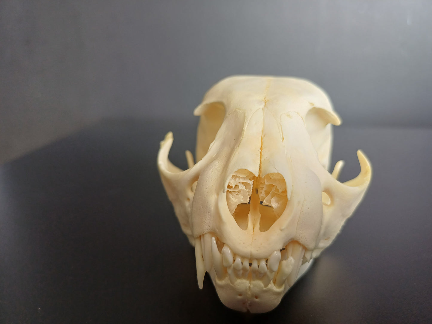 Lynx skull