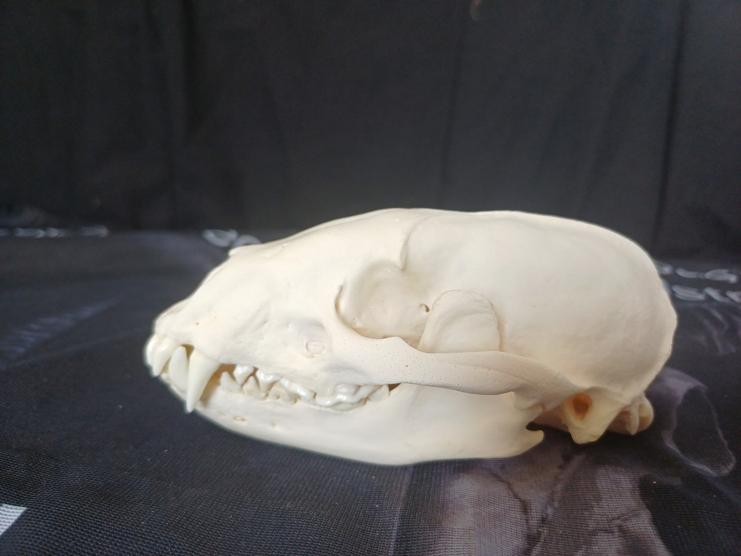 Badger Skull