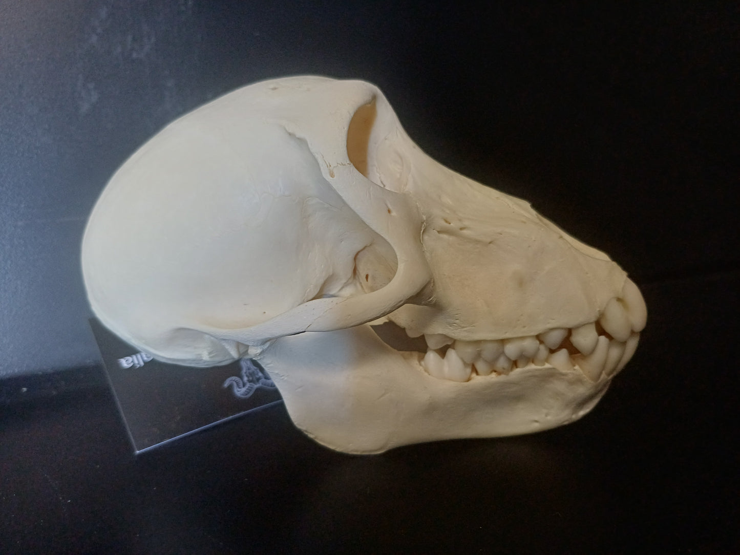 Chacma Baboon skull - sub adult female CITES