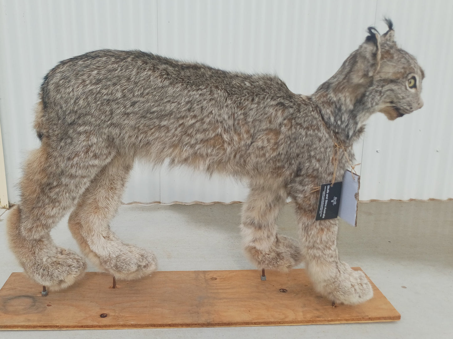 Lynx taxidermy mount (Shocked Sharon)