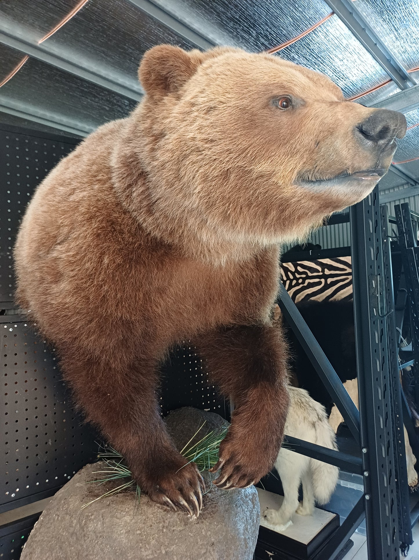 Half mount grizzly bear
