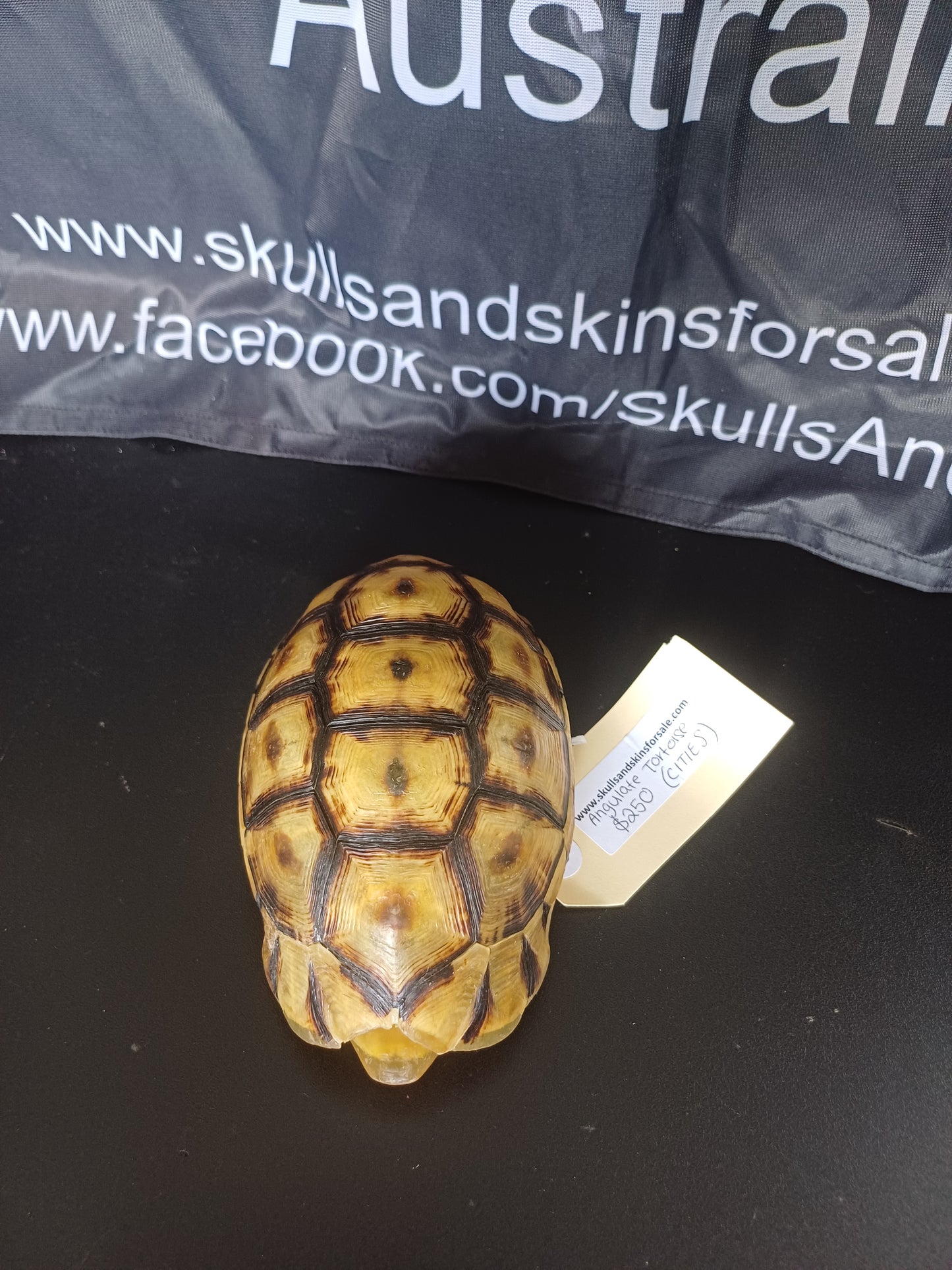 Angulate tortoise shell (CITES)