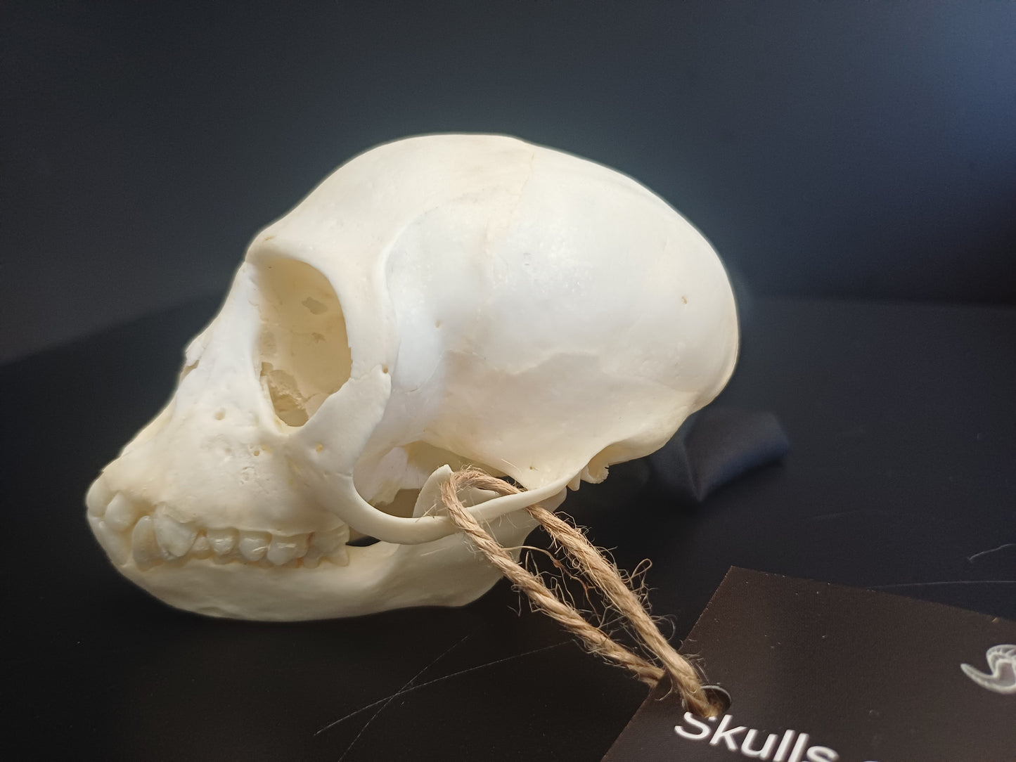 Vervet Monkey Skull - Female