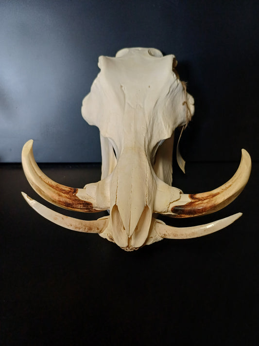 Large Warthog skull
