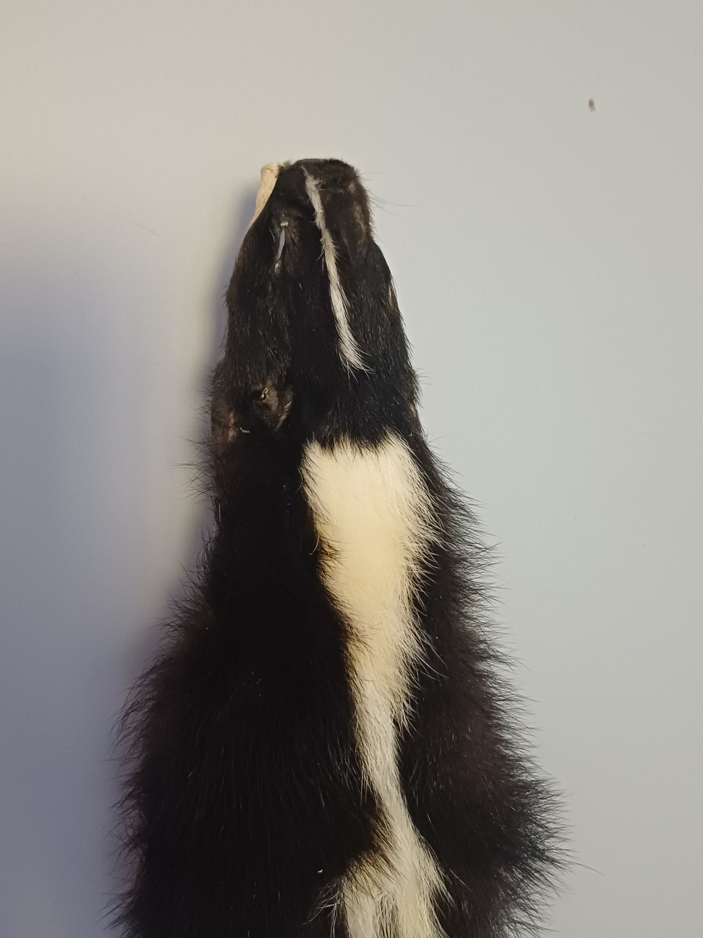 Skunk wall hanger
