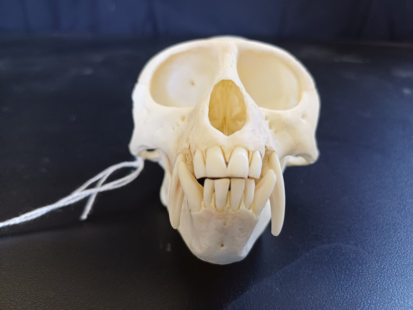 Vervet Monkey Skull - Male