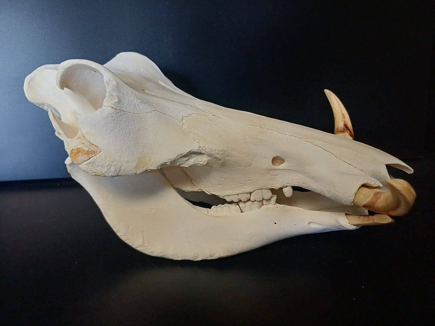 Warthog skull
