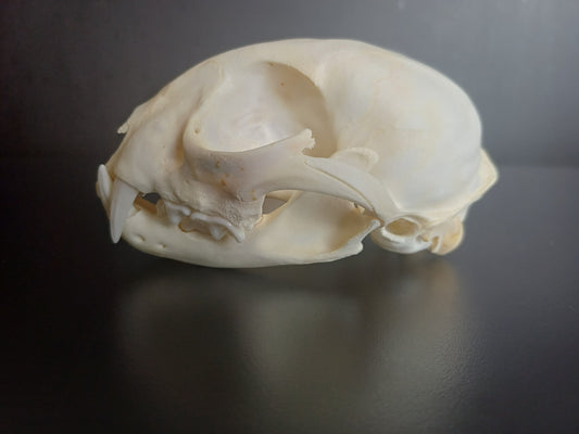 Lynx skull