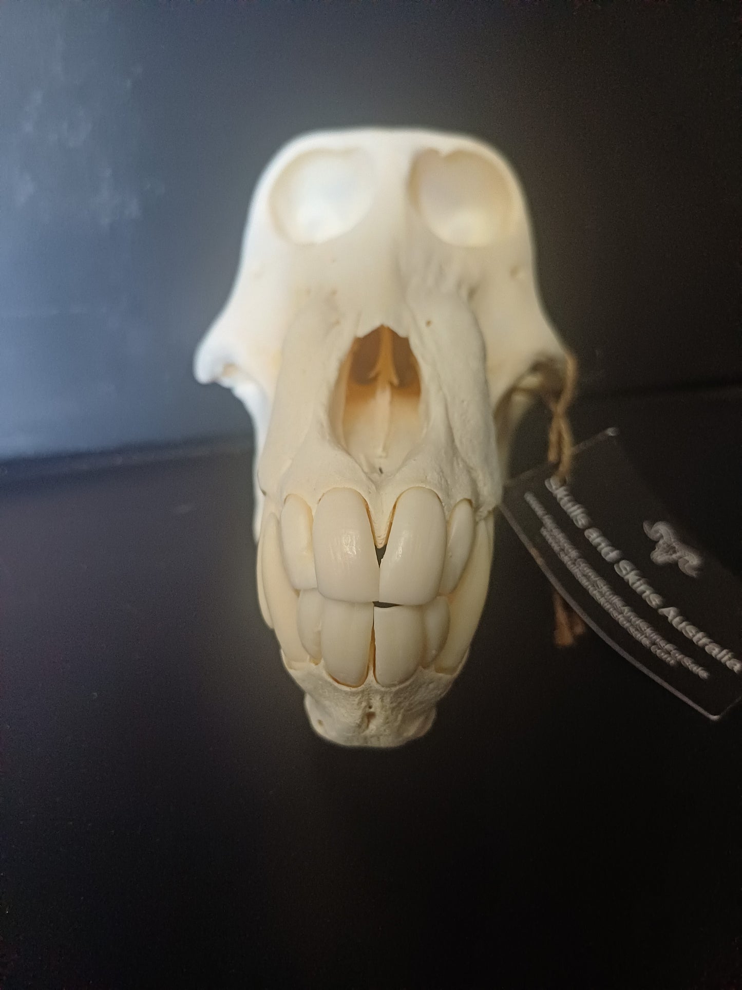 Chacma Baboon skull - sub adult male CITES