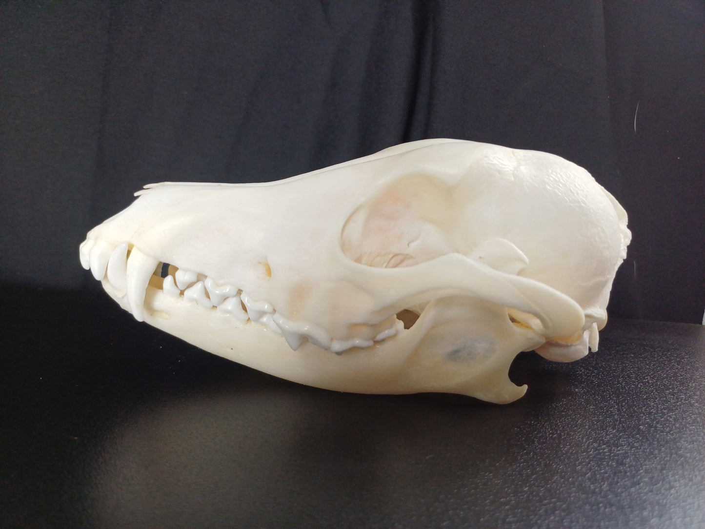 Black Backed Jackal Skull