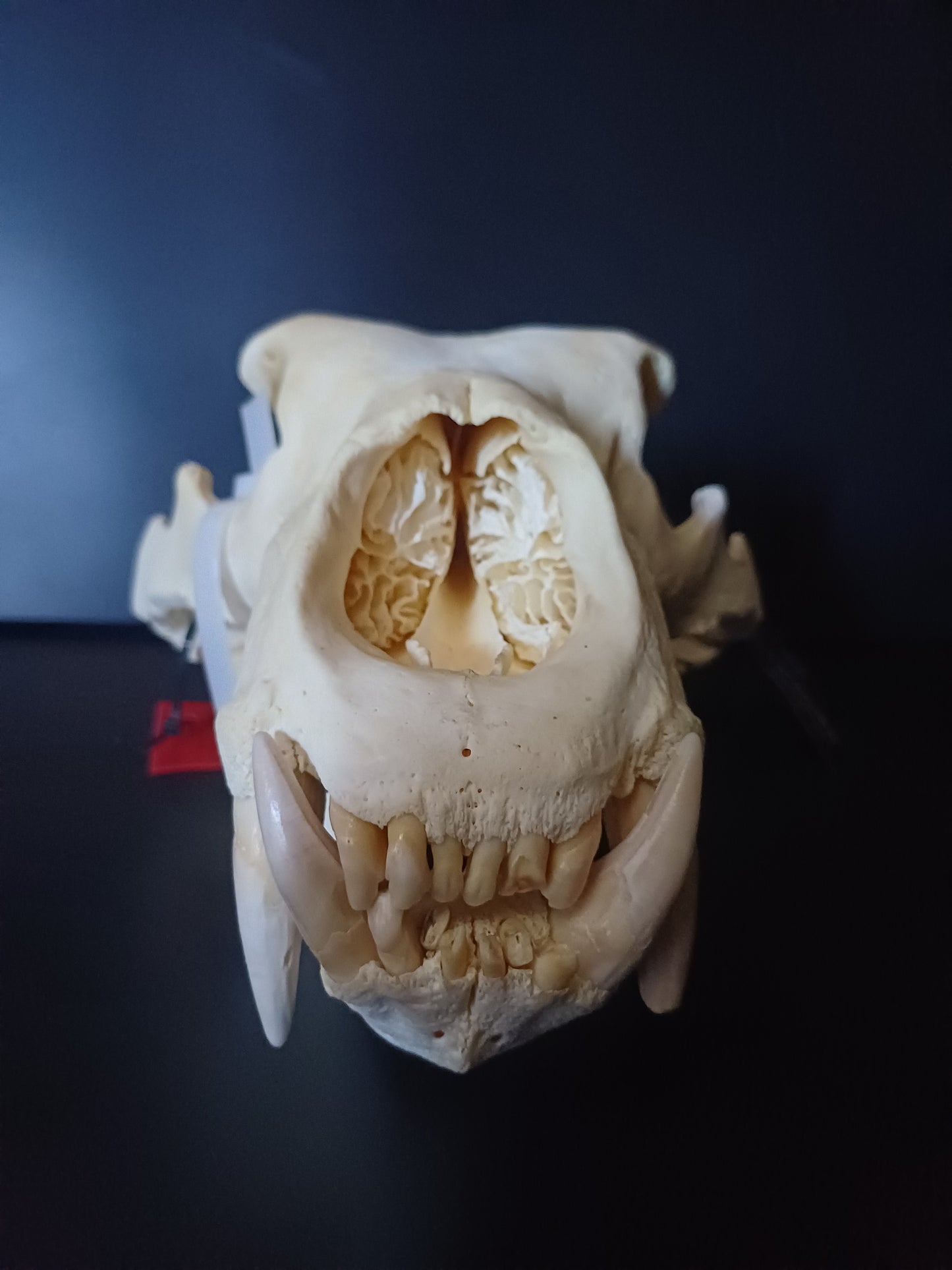 XL polar bear skull (CITES)