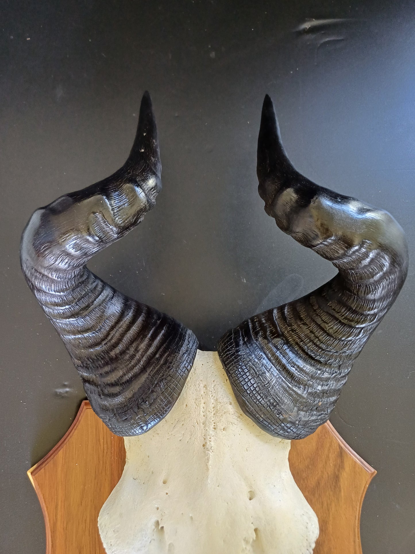 Red Hartebeest skull on shield