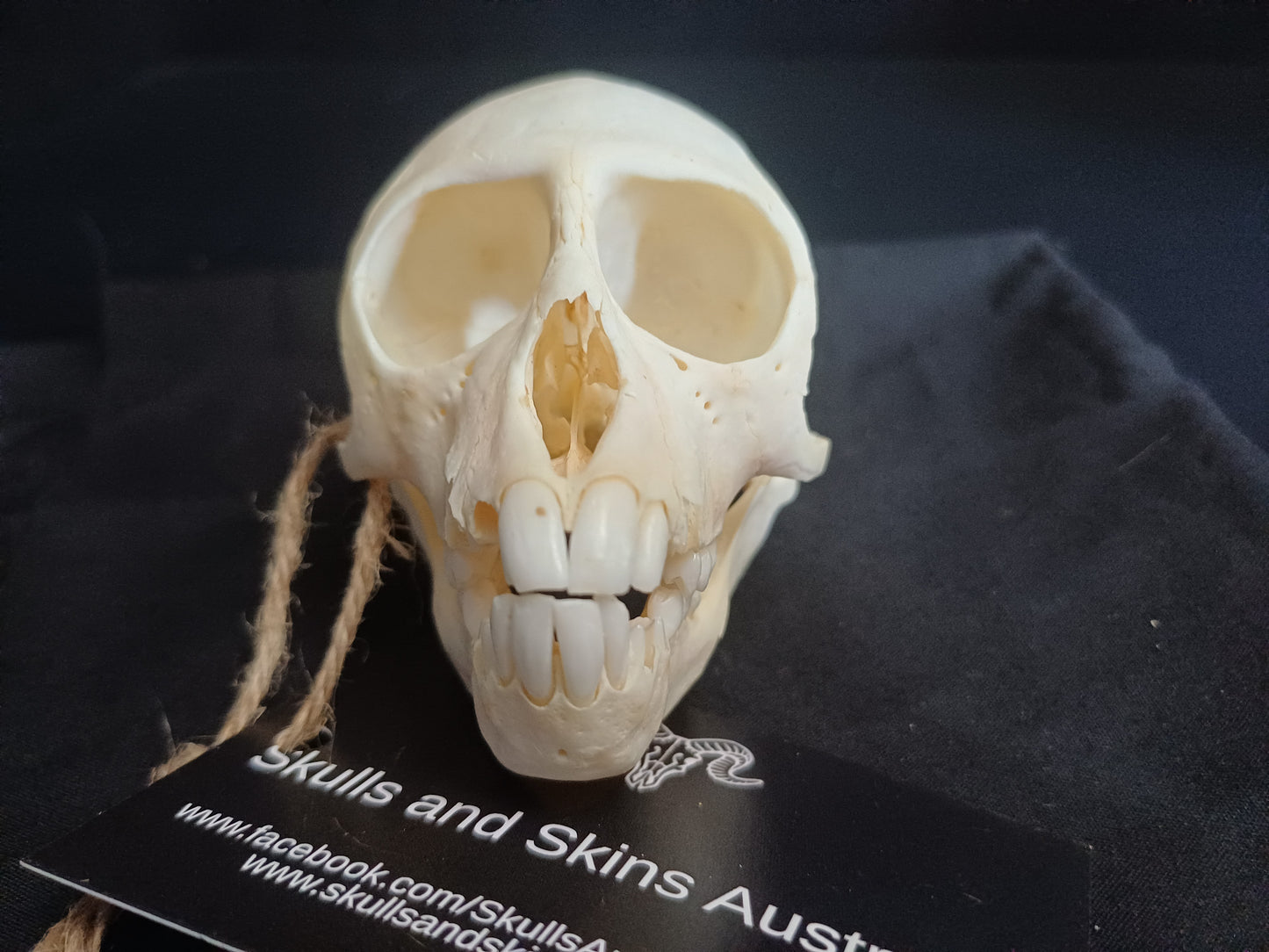 Vervet Monkey Skull - B Grade Sub Adult Female