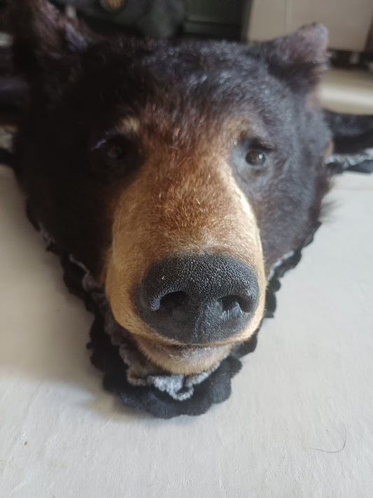Black Bear Rug