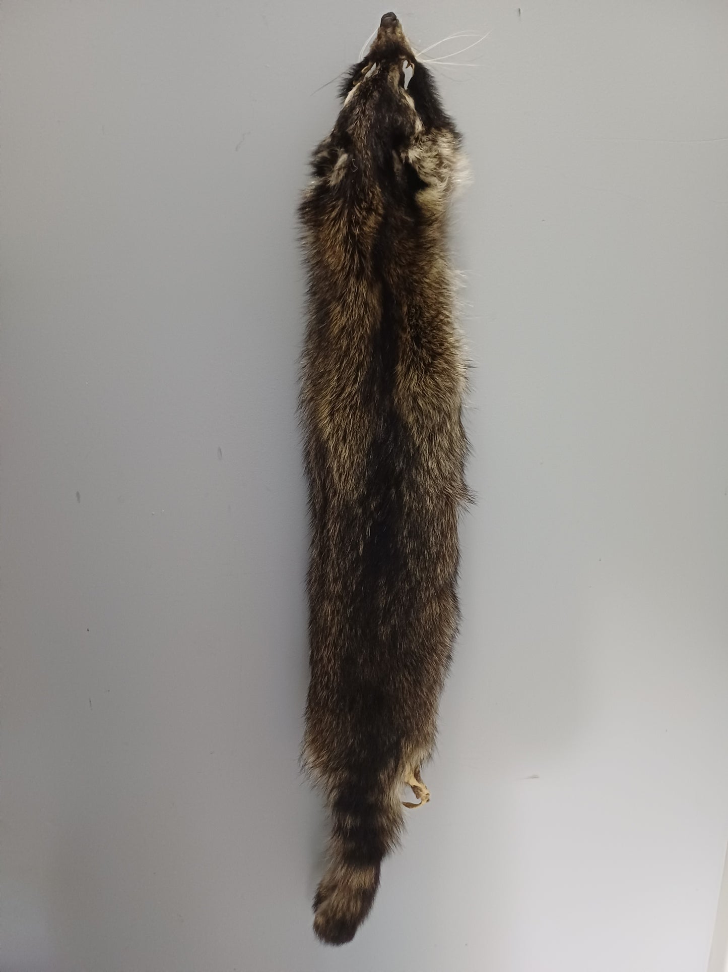 Raccoon wall hanger
