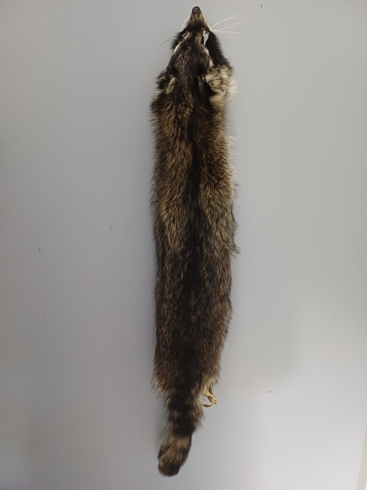 Raccoon wall hanger