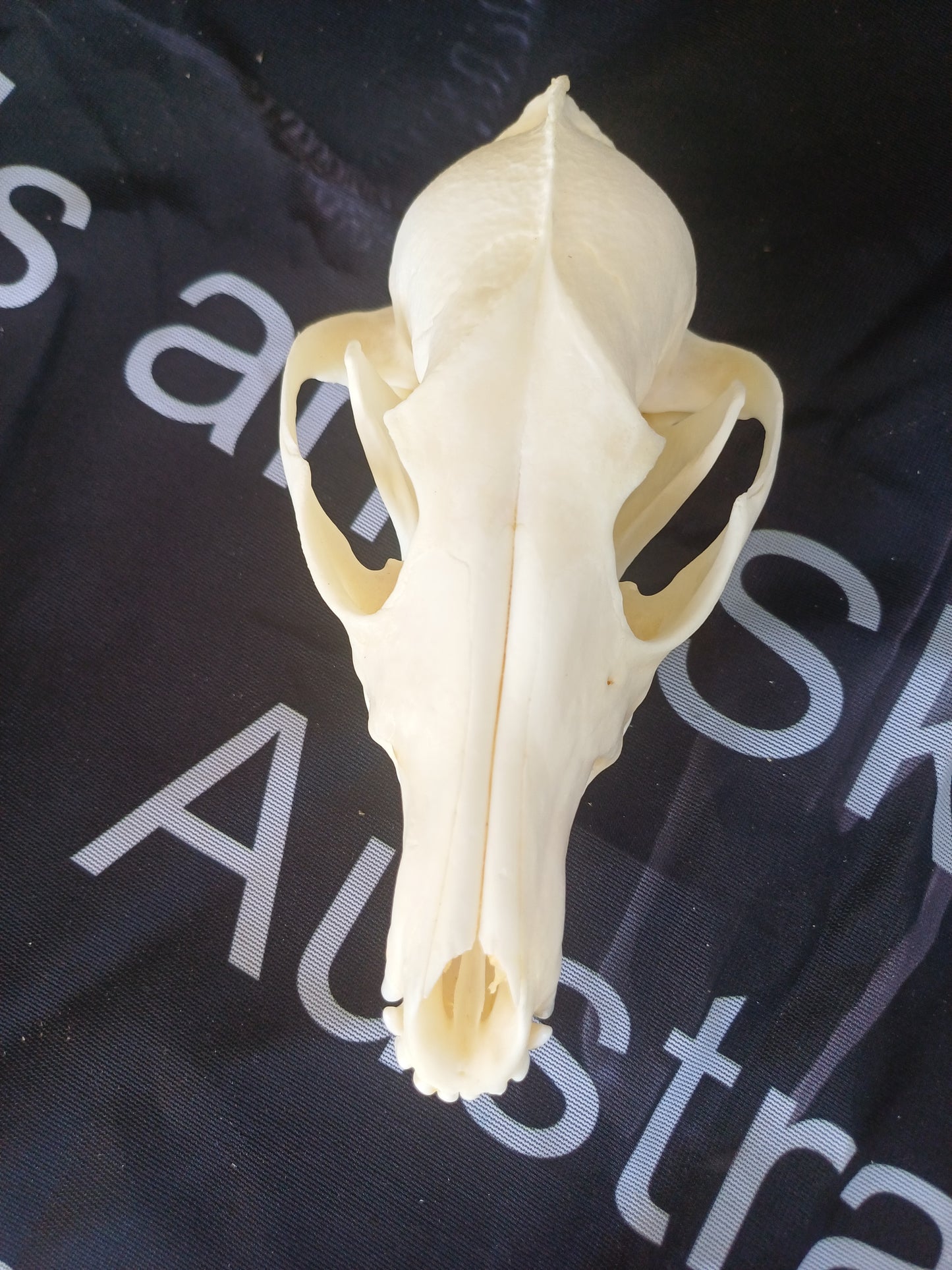 Black Backed Jackal Skull