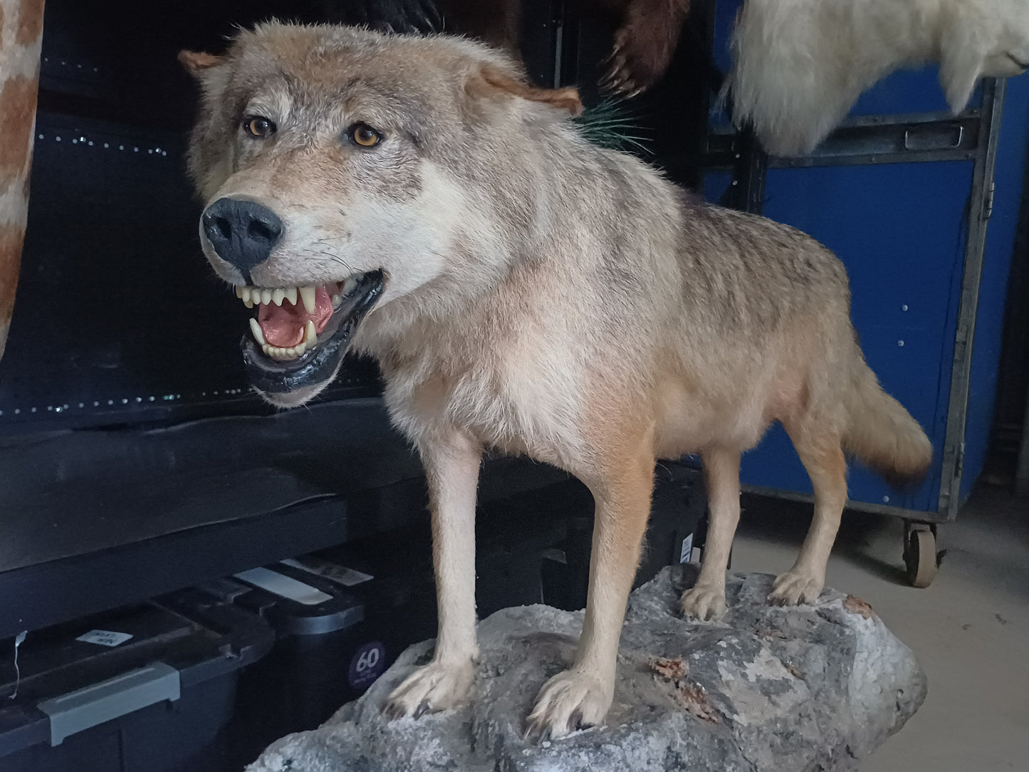 Wolf full taxidermy mount