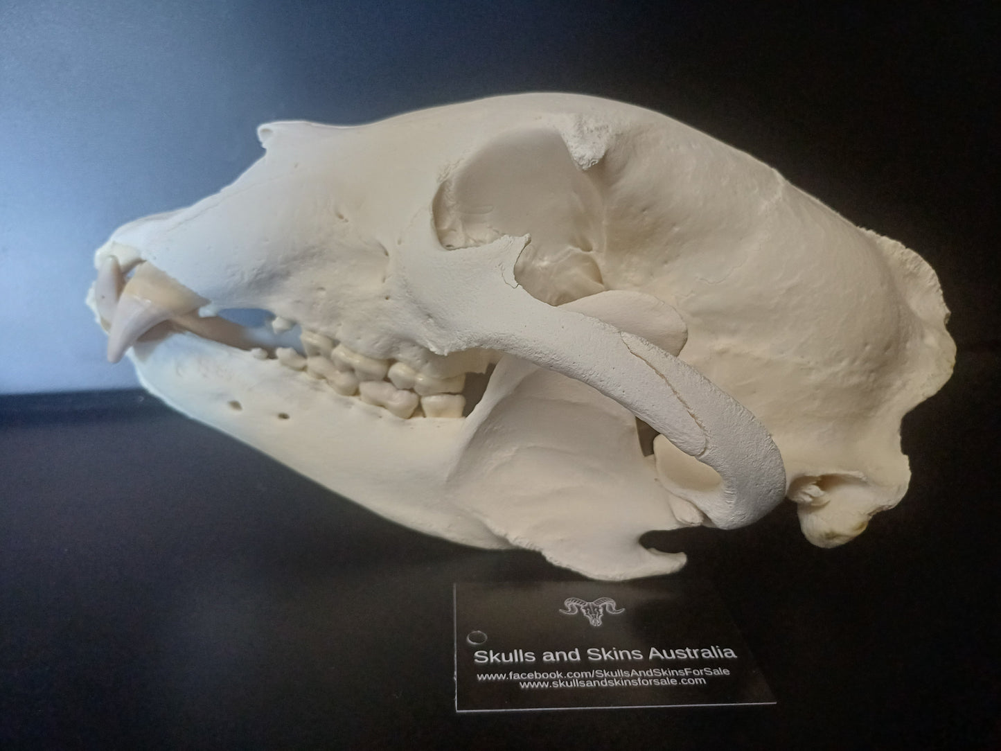 XL Black Bear skull