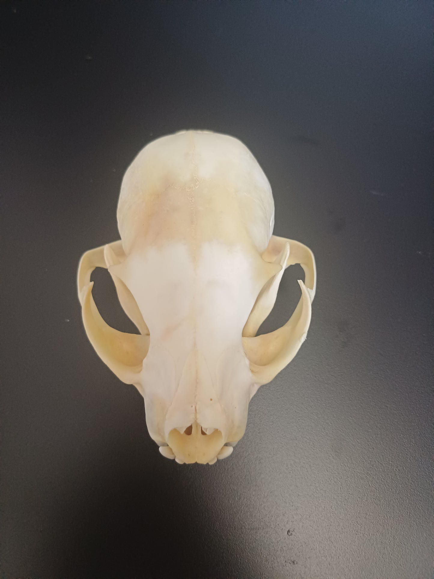 Lynx skull