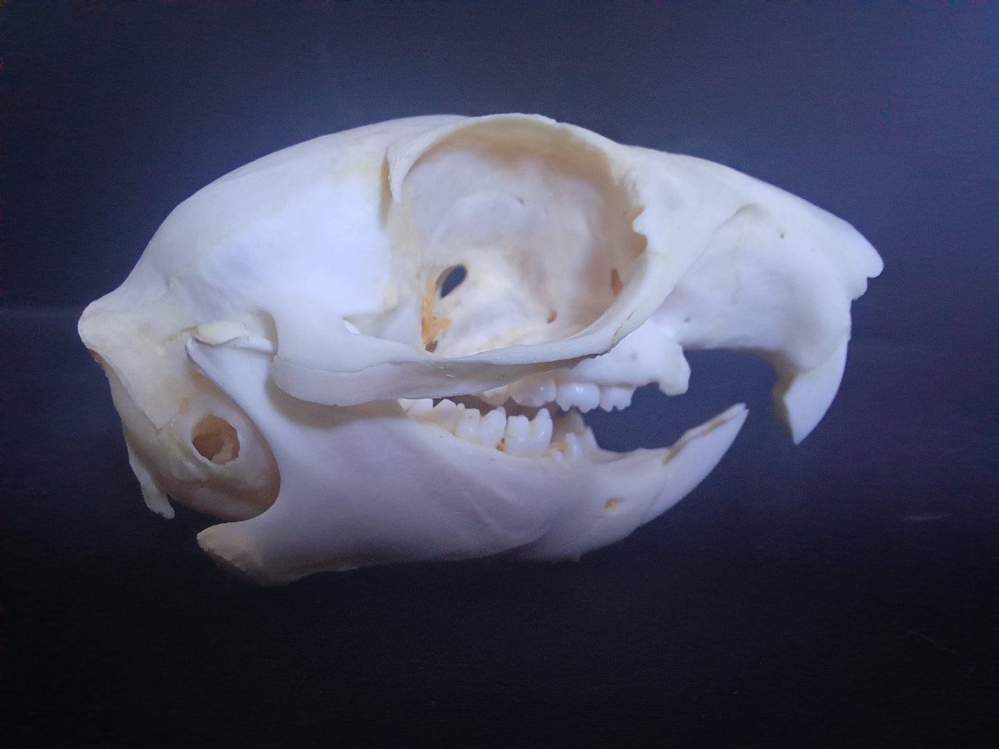 African Ground Squirrel