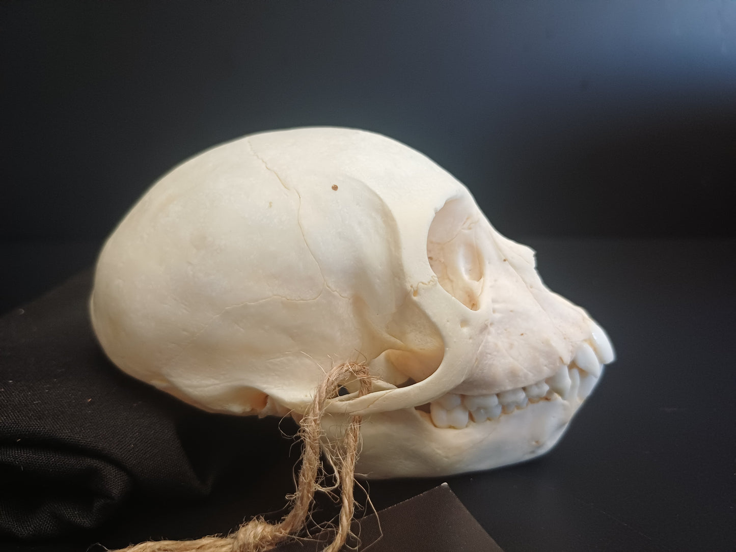 Vervet Monkey Skull - Female