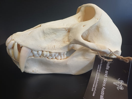 Chachma Baboon skull - male CITES