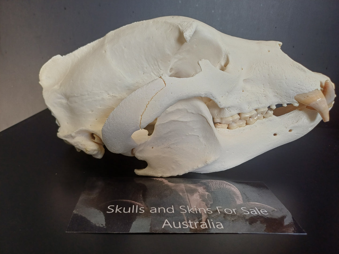 XXL Black Bear skull