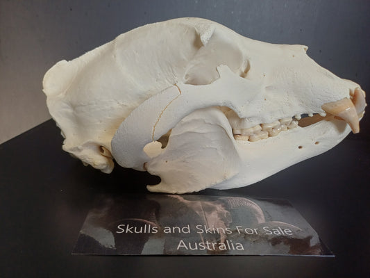 XXL Black Bear skull