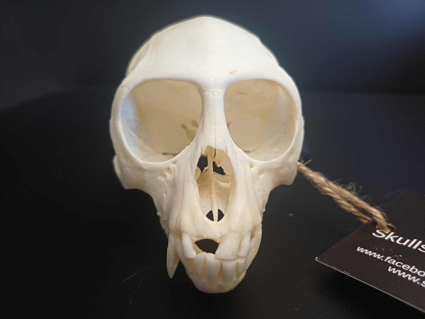 Vervet Monkey Skull - Female