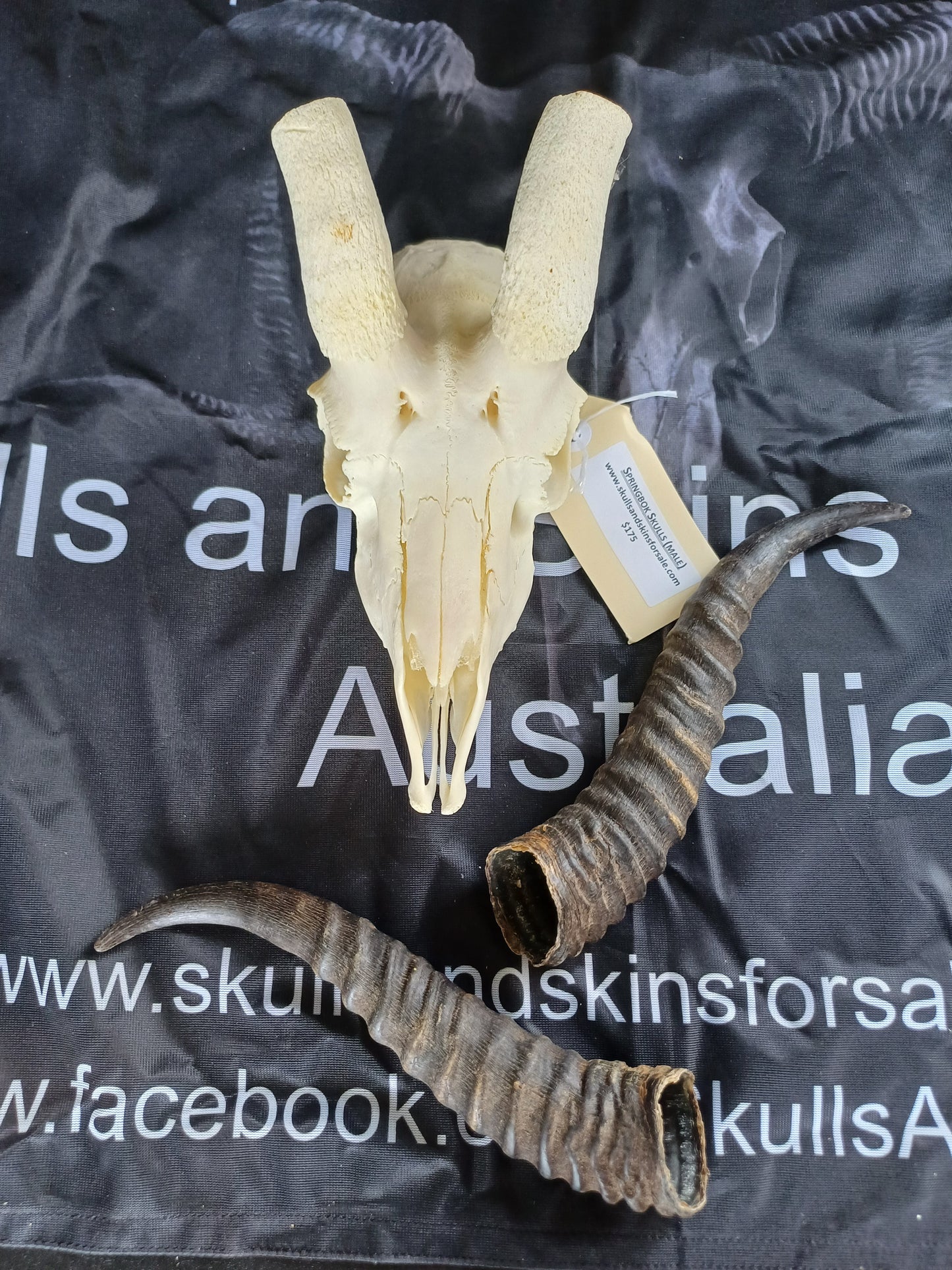 Male springbok skull