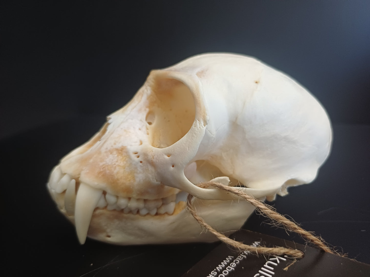 Vervet Monkey Skull - Male