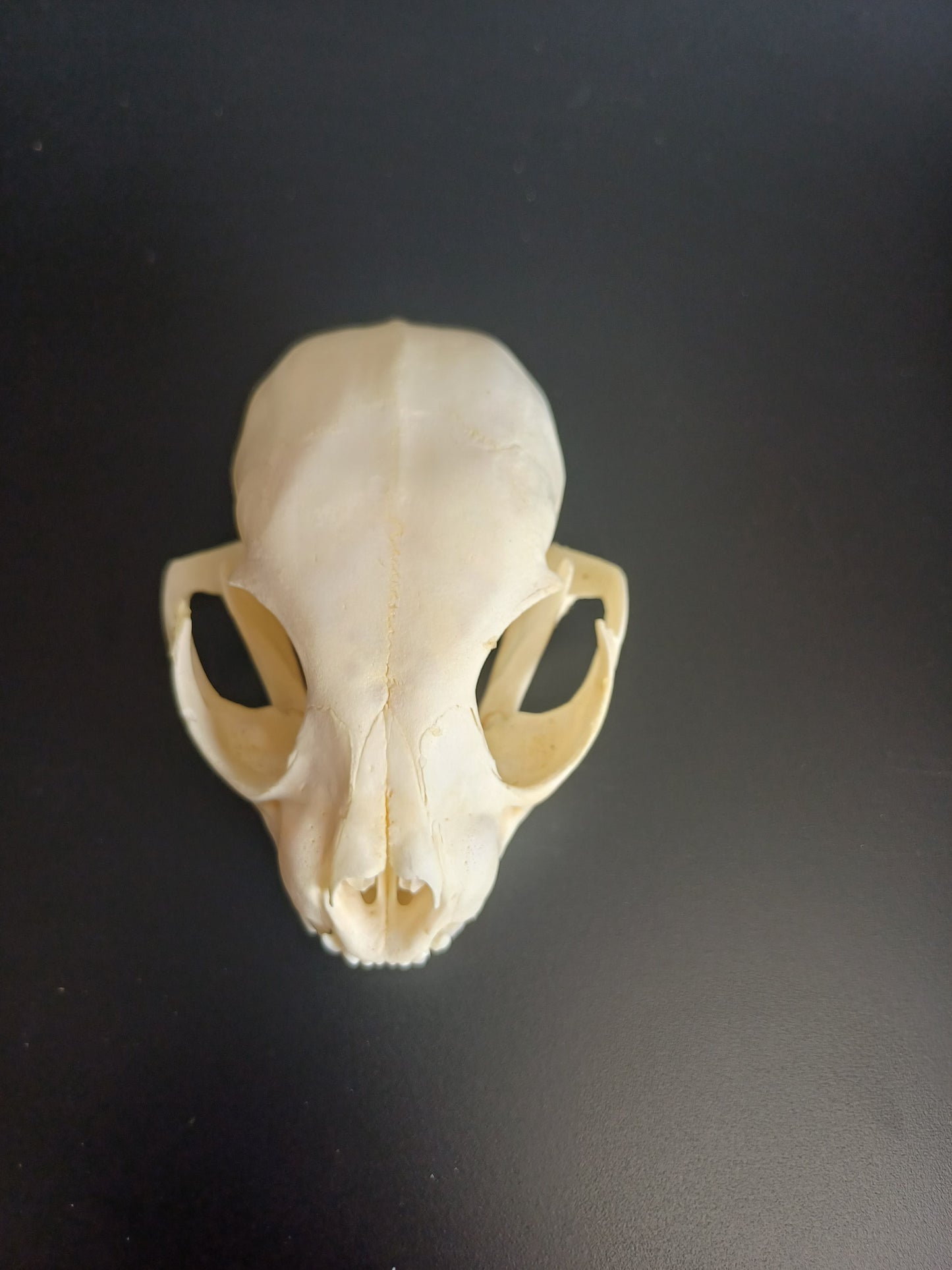 Lynx skull