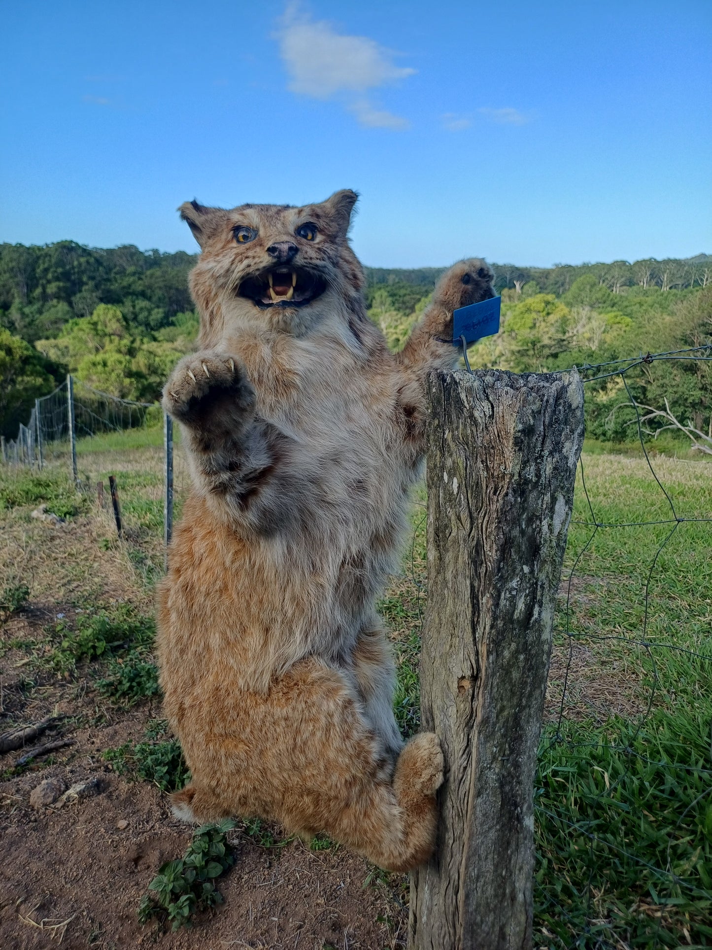 Bobcat taxidermy mount