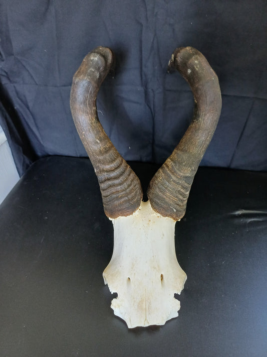 Red Hartebeest skull cap