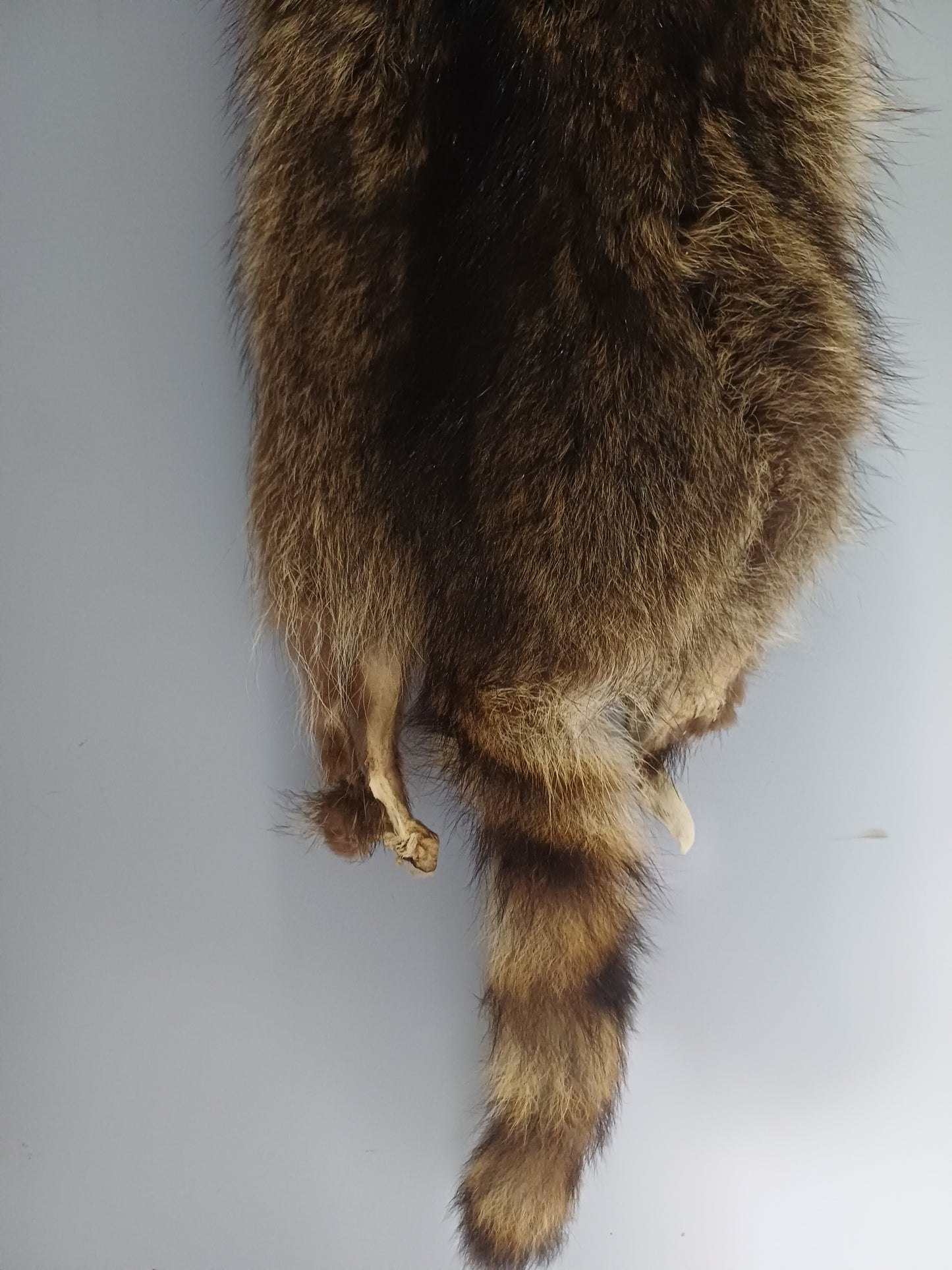 Raccoon wall hanger - Large
