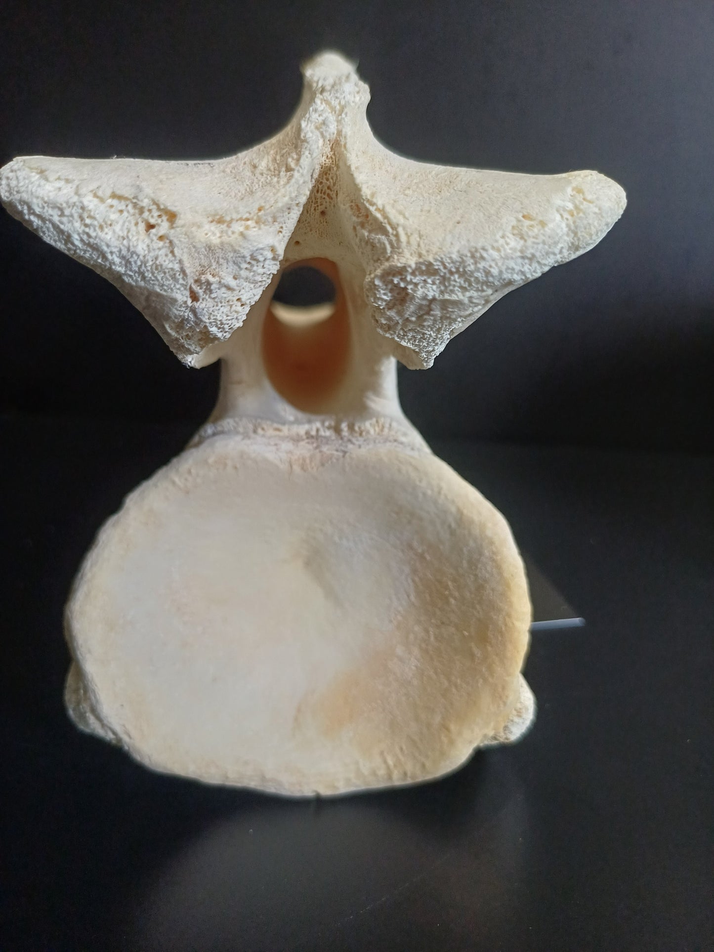 XL Giraffe Vertebrae (CITES permit inc)