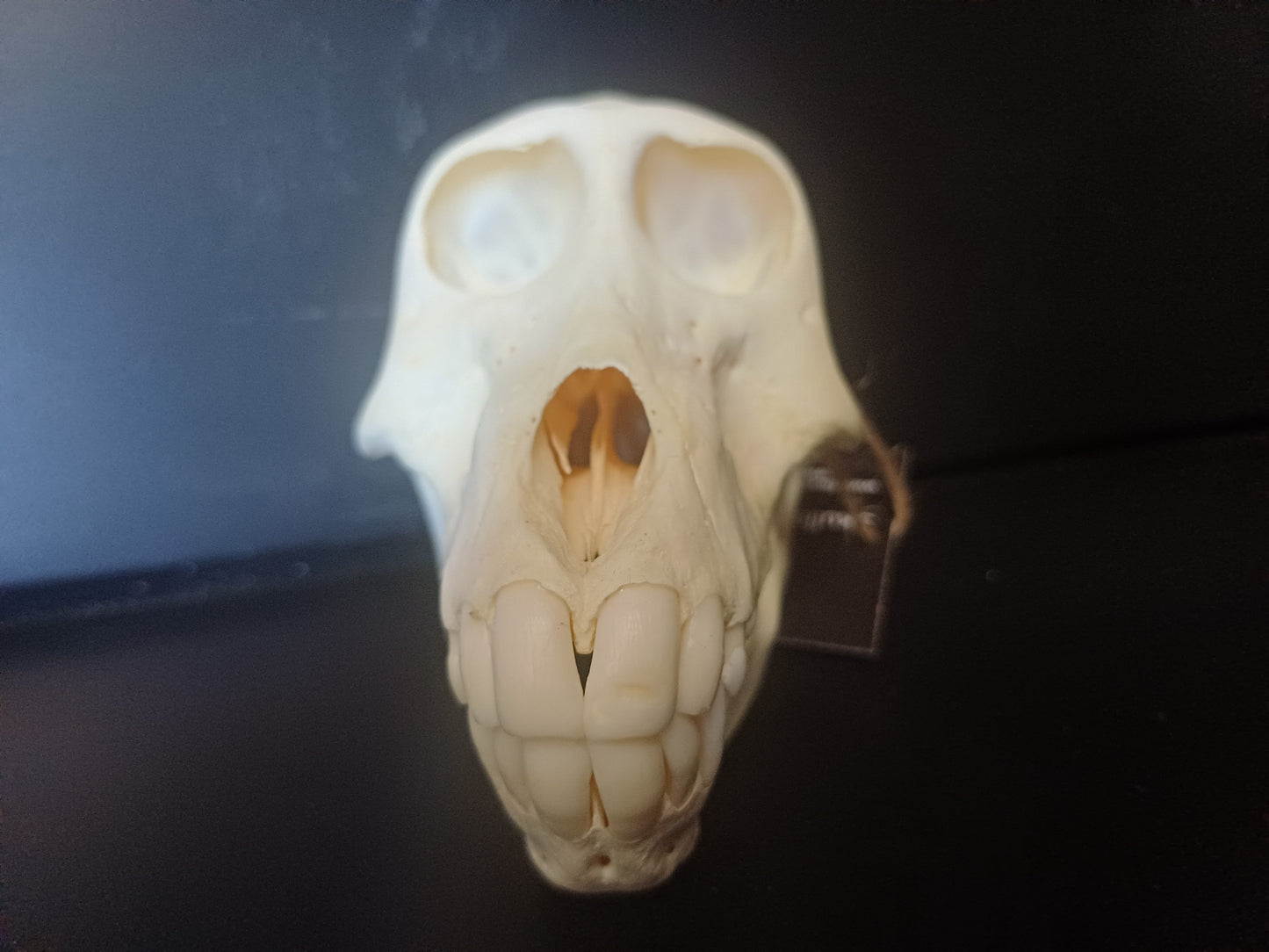Chacma Baboon skull - sub adult female CITES
